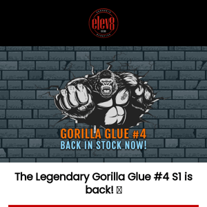 🚨 The wait is over Eleven8 Seeds!! 🦍 GORILLA GLUE IS BACK 🦍