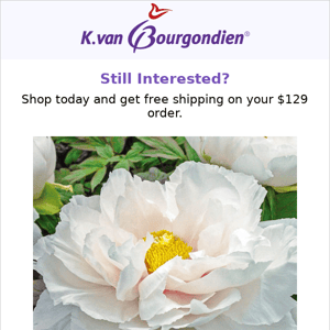 Still interested in peonies?