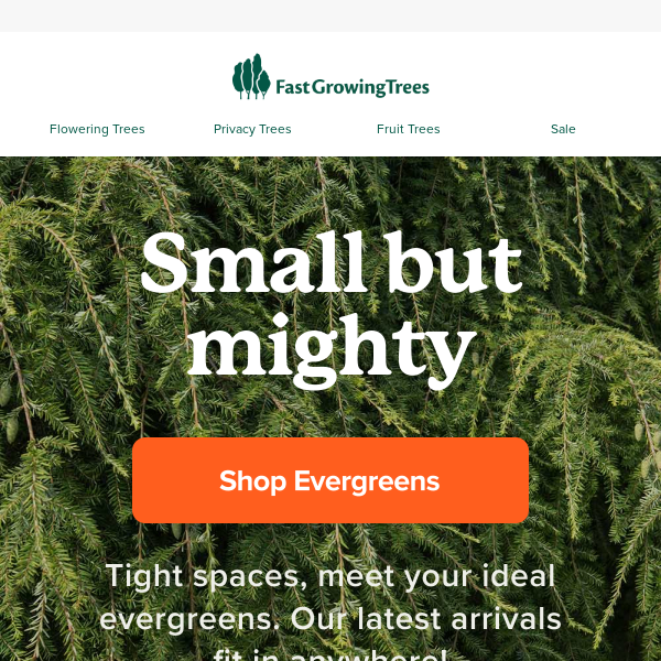 NEW evergreens for everywhere