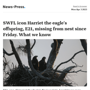 News alert: SWFL icon Harriet the eagle's offspring, E21, missing from nest since Friday. What we know