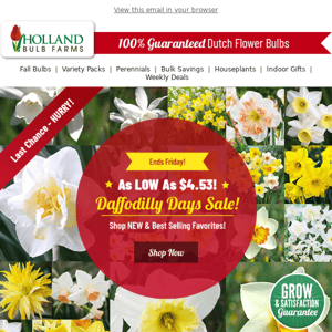 4 DAYS LEFT 🔥 Daffodils As LOW As $4.53!