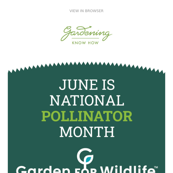 We’re Buzzing with Excitement for National Pollinator Month! 🦋