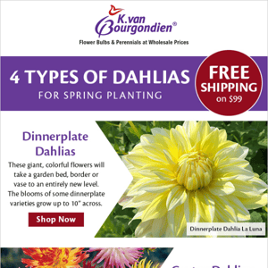 4 dahlia types to plant this spring