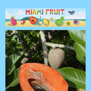 Key West Mamey Sapote is in Season! 🧡