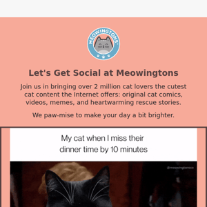 Let's Get Social! @meowingtons
