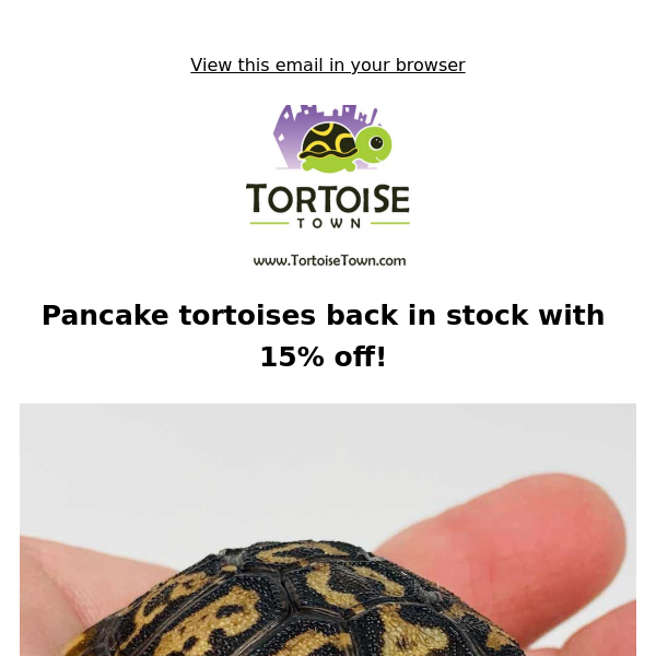 Pancake Tortoises are Back in Stock!