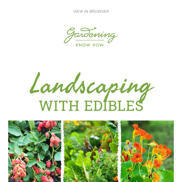Landscaping With Edibles + Perennials That Bloom All Summer + Gardening On A Budget