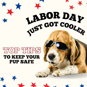 Fur Family First, Friend 🐶 Top Labor Day Safety Tips for Dogs
