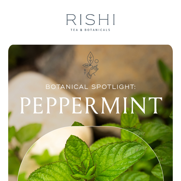 Indulge Your Senses with Peppermint