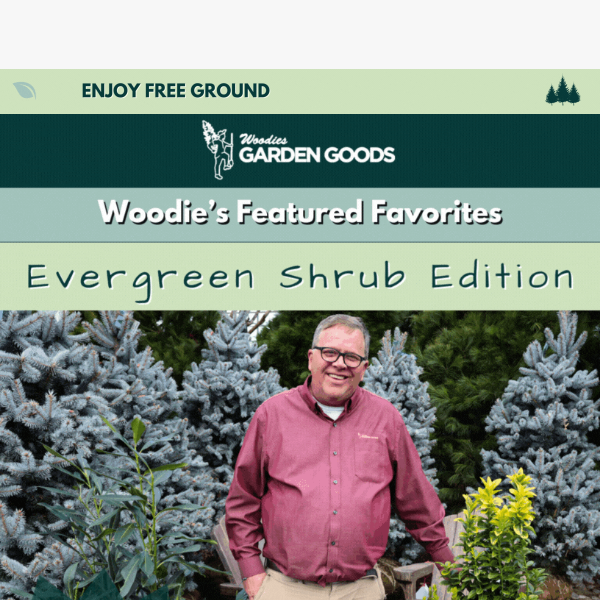 Woodie's Featured Favorites: Evergreen Shrub Edition🌿