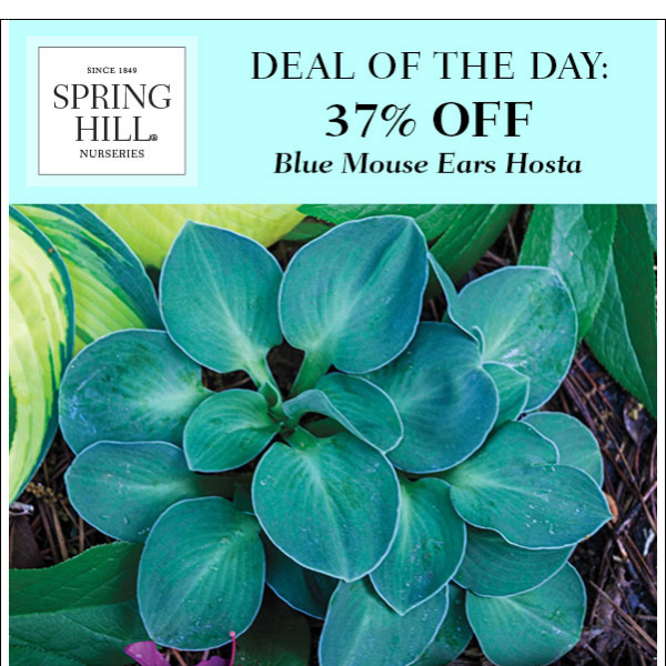 Deal of the Day: 37% off Blue Mouse Ears Hosta