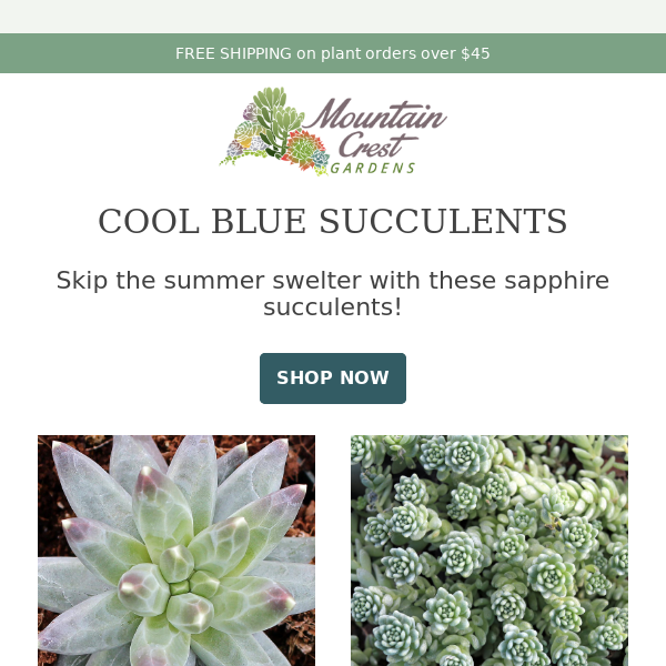 Beat the Heat with these Cool Blue Succulents ❄️🌵