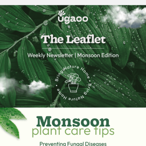 Protect Your Plants From Fungal Infections This Monsoon