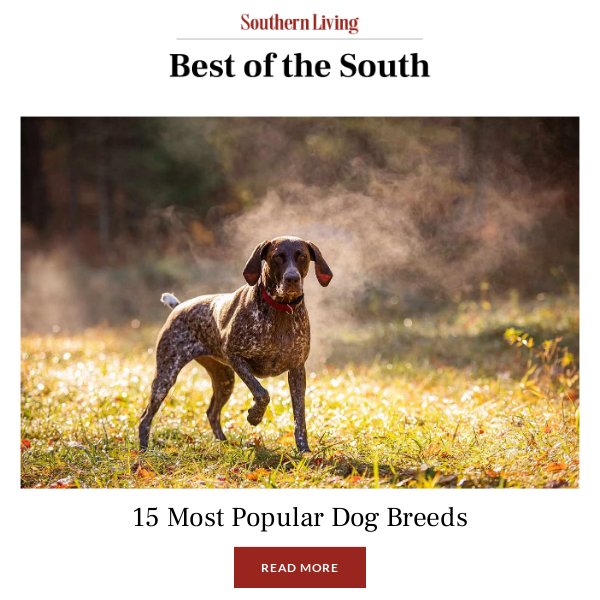 These Are The 15 Most Popular Dog Breeds