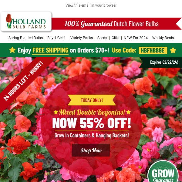 55% OFF Mixed Begonias ⏰ TODAY ONLY!