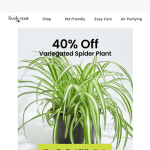 40% Off Our Spooky Plant Of The Week 🕷️