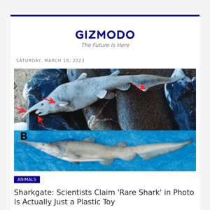 Sharkgate: Scientists Claim 'Rare Shark' in Photo Is Actually Just a Plastic Toy