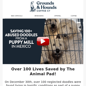 Over 100 Pups Saved from a Puppy Mill in Mexico!