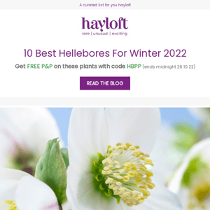 10 Best Hellebores For Winter 2022