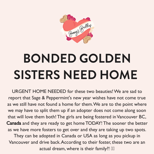 Know anyone looking to adopt bonded Golden Retriever sisters? 🐶