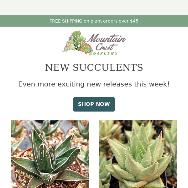 Fresh Succulents - Now in Stock! 🌵