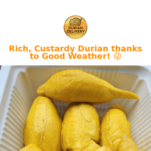 Rich, Custardy Durian thanks to Good Weather! 😜