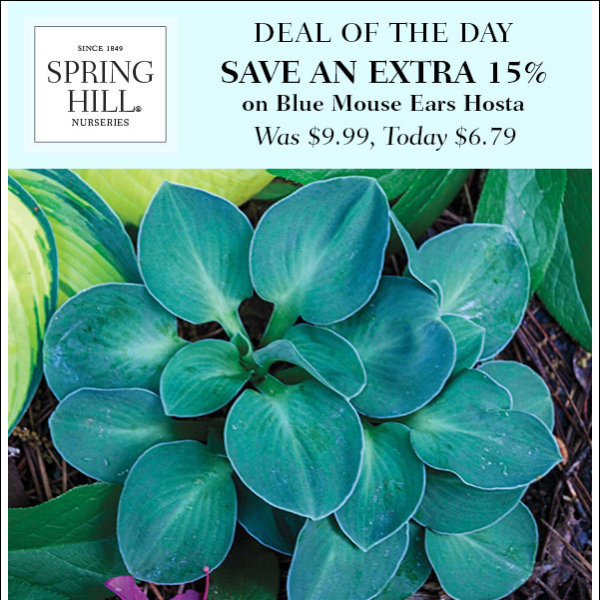 Deal of the Day: Save an EXTRA 15% on Blue Mouse Ears Hosta