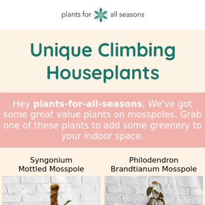 💚 Climbing Houseplant Offers