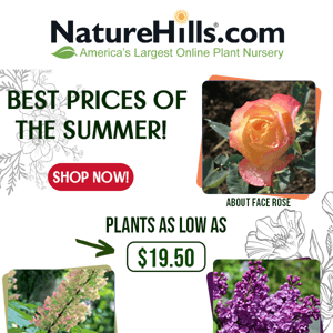 Check Out The Best Prices Of The Summer!