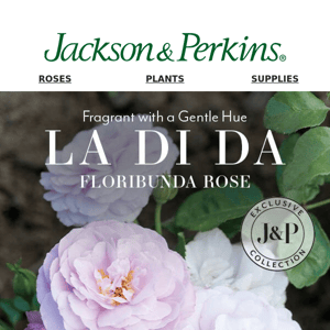 Meet La Di Da: A Fragrant Floribunda Rose Just for You!