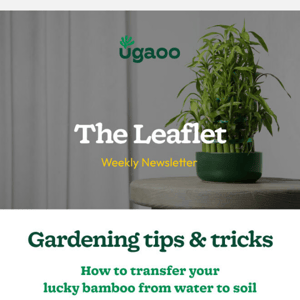 Checkout Our Blog on Most Common Gardening Questions...