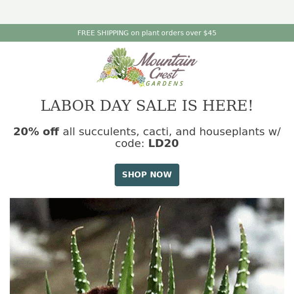 Labor Day Plant Sale Begins Now! 🌵