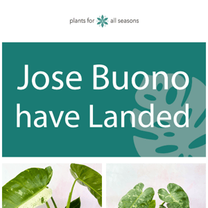 🌿 Jose Buono have landed! 🥳