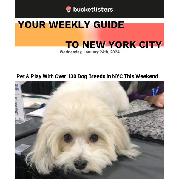 🐶 Pet 130 Dogs This Weekend, Yoga in The Sky, Cookie Class & More