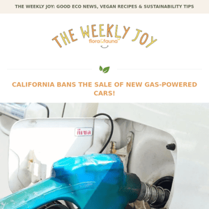 California Bans The Sale of New Gas Cars! 🚗