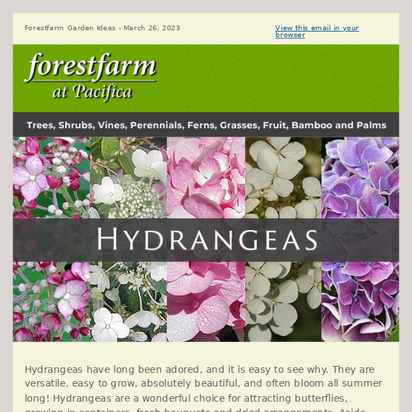 Heart-warming Hydrangeas