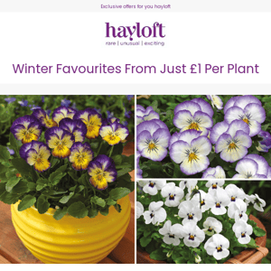 Our Winter Favourites ❄ Including 12 Violas for £12