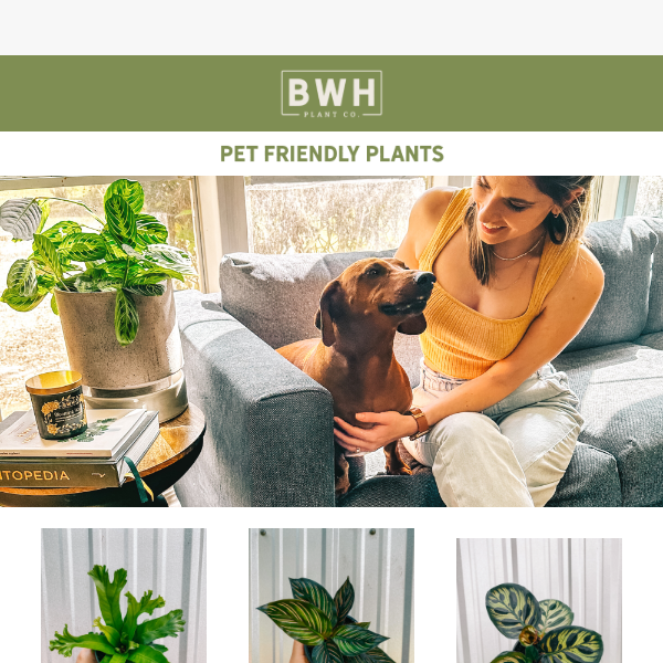 Pet Friendly Plants Found Here! 🐾