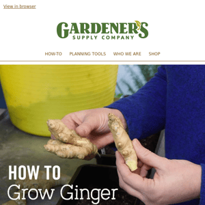 Grow Your Own Ginger? You Sure Can!