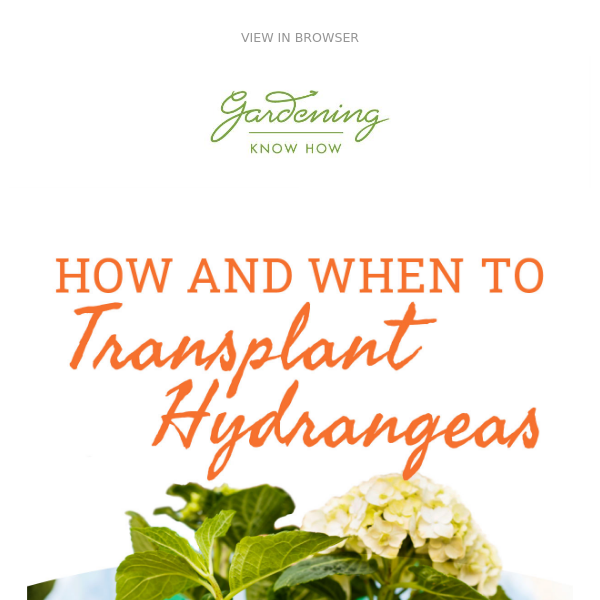 When To Transplant Hydrangeas + FREE Butterfly Garden Course + Get Rid Of Stink Bugs  