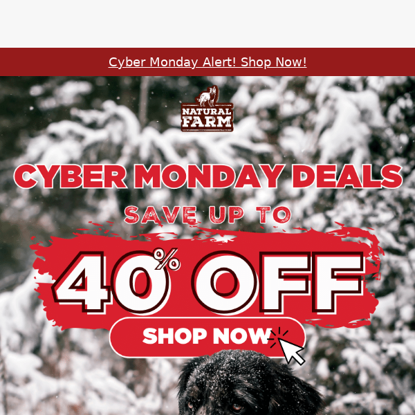 Fetch 40% Off Cyber Monday Special! 👀