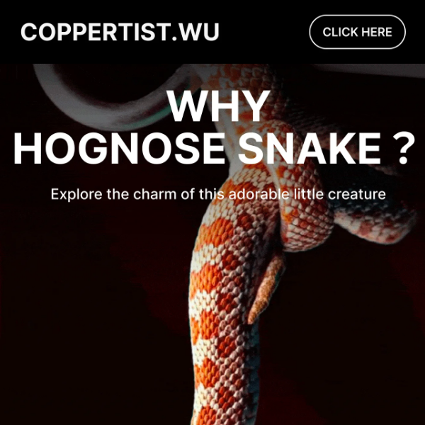 🤔️🐍Why did the Hognose Snake steal our hearts?🐍🤔️