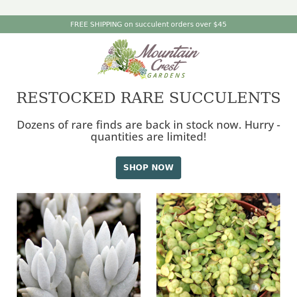 Restocked Rare Succulents! 🌵