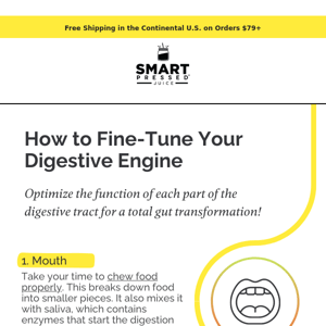 Gut Health 101: Optimizing Each Stage of Digestion