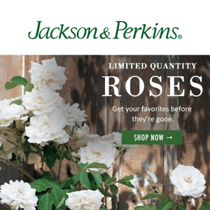 These Roses are Selling Fast!