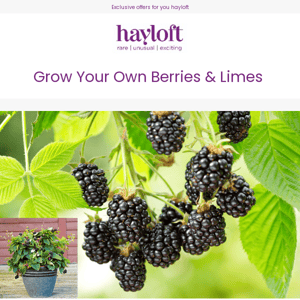 Grow Your Own Berries & Limes