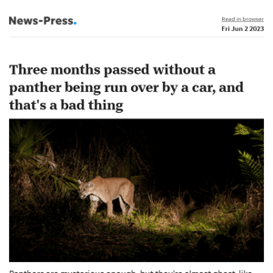 News alert: Three months passed without a panther being run over by a car, and that's a bad thing