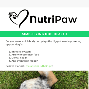 Introducing your dog’s most powerful body part…