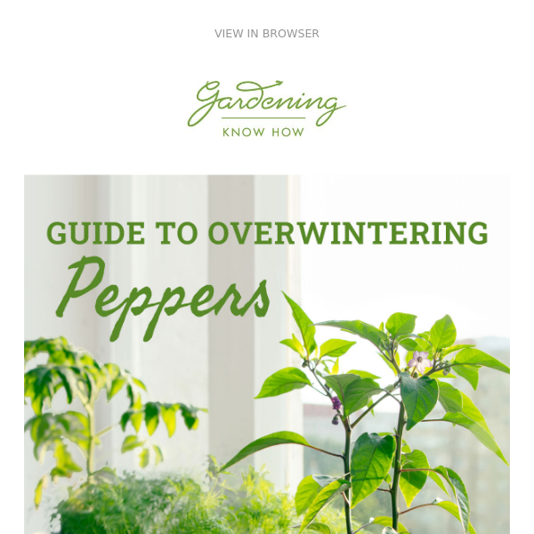 How To Overwinter Pepper Plants 🫑