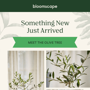 NEW! The Olive Tree